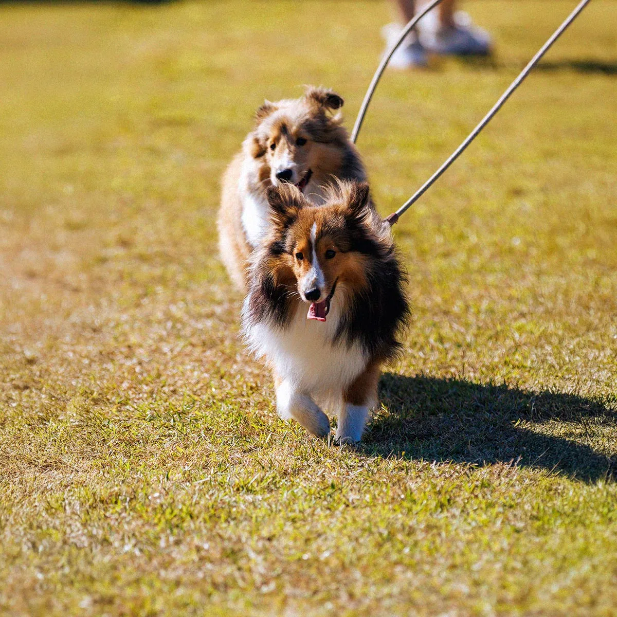 Gramado Pet Friendly
